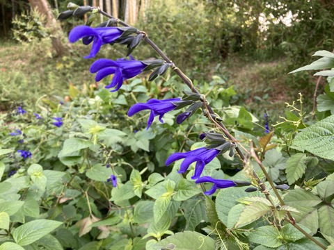 サルビア・ガラニチカ