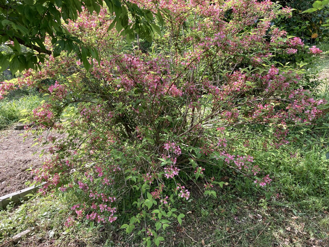 22年05月10日 やっちゃんの珈琲たいむ