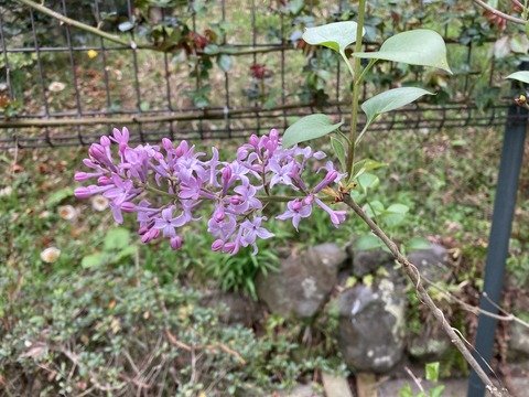 ライラックの花