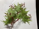 カエデの赤い花?