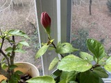 長い時間蕾で