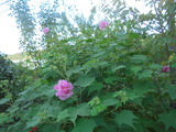 酔芙蓉