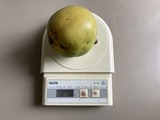 体重調べ