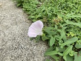 ヒルガオ