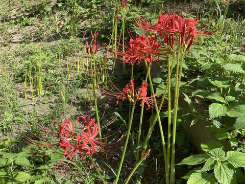 元気が良いヒガンバナ