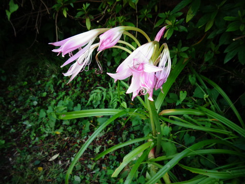 浜木綿みたいな