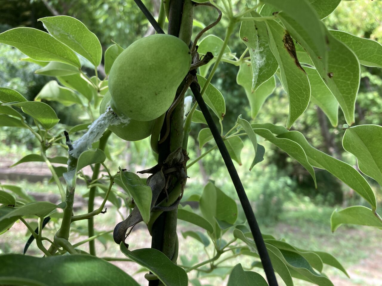 ムベがたわわに やっちゃんの珈琲たいむ