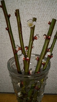 梅の花