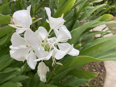 ホワイトジンジャー花盛り