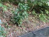 池の背景にマンリョウ