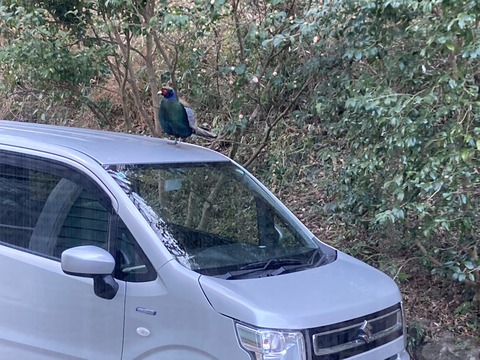 キジが車の屋根に
