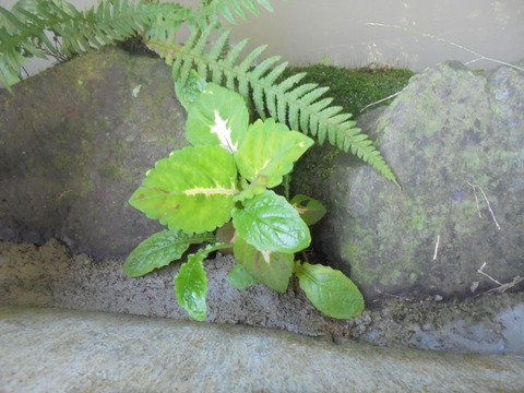 池の淵のコリウス
