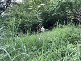 山百合