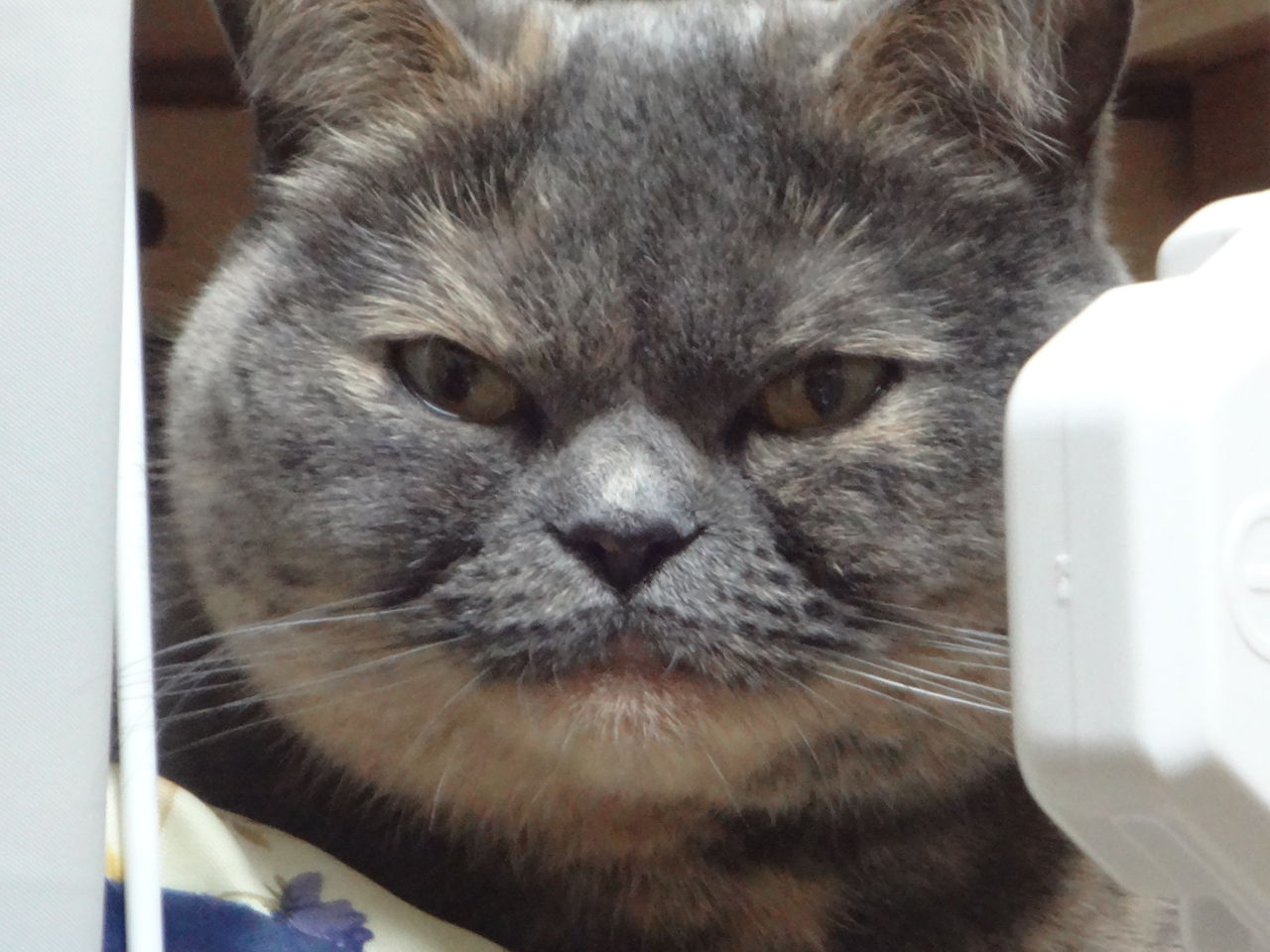 おデブ顔の時の表情の違い 子子子 こねこ とあずなのblog