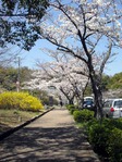 sakura110406_3