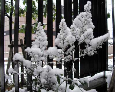 snow1102_4