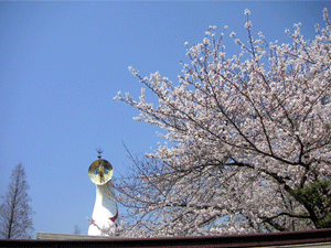 sakura3