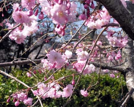sakura110405_2