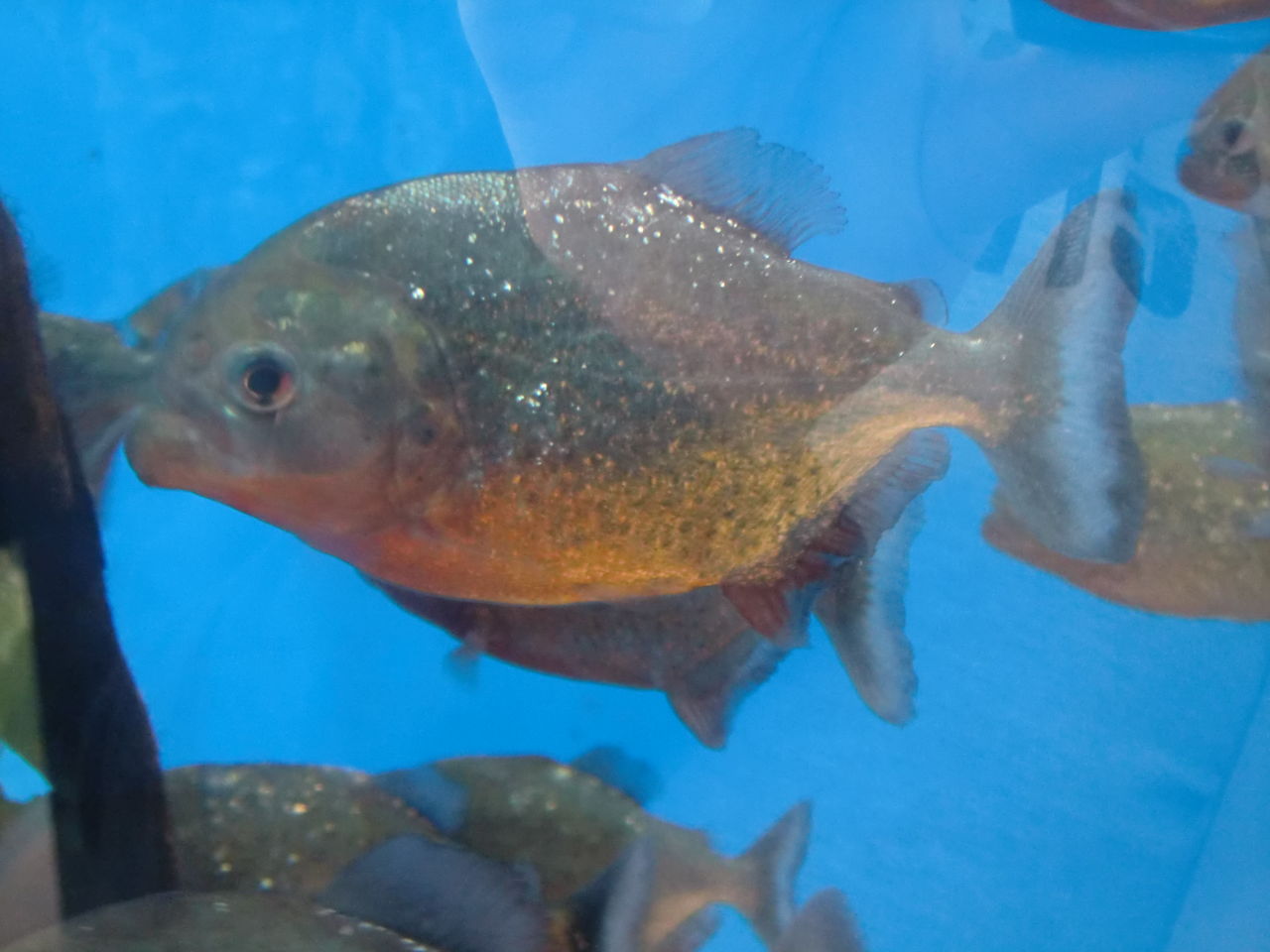 13 10 13 アマゾン展 サンシャイン水族館 1 驢馬に恋する五秒前