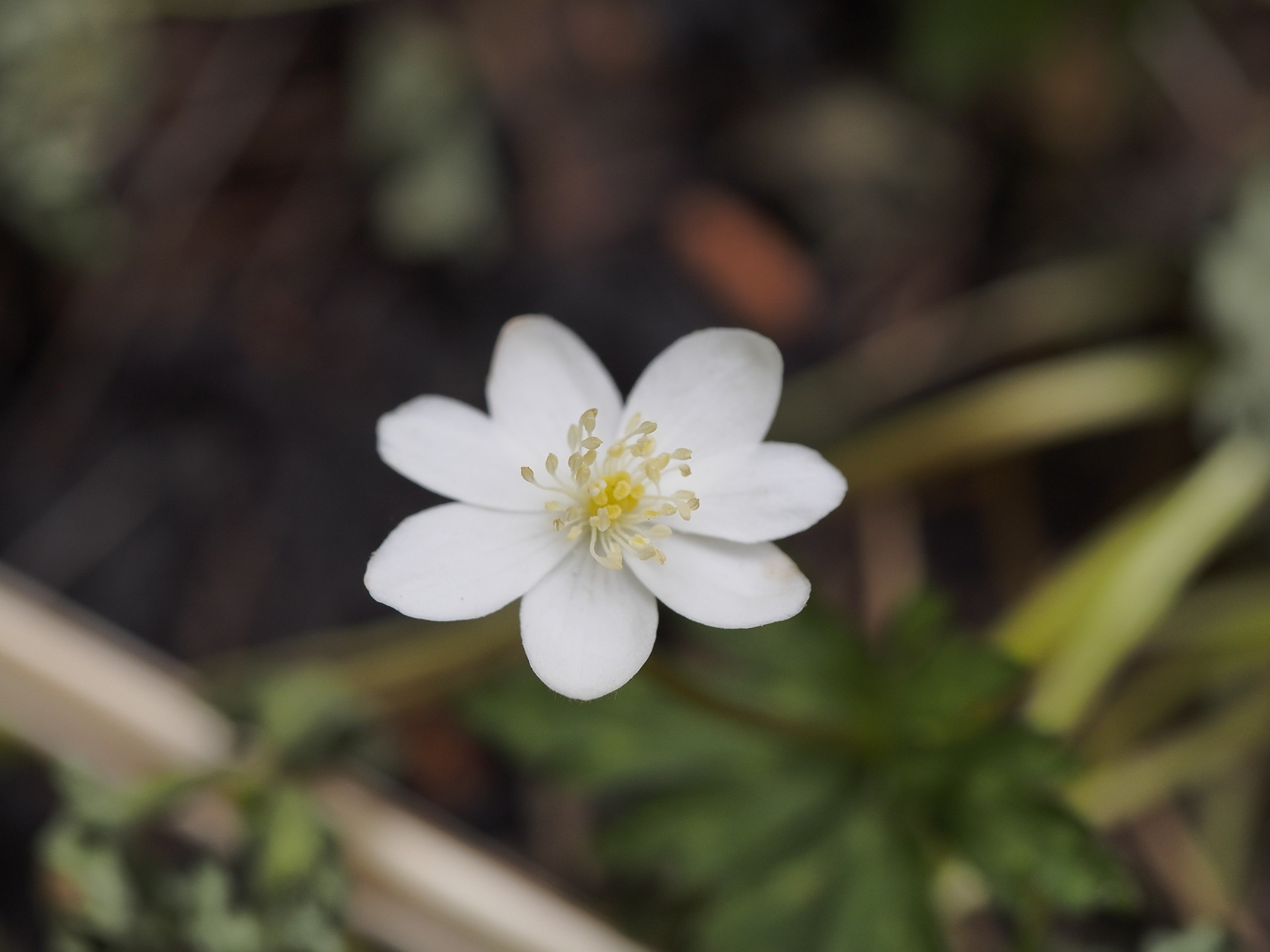 眺望だけでなく花の多い山でした 冠着山 Ym Neverlandのブログ