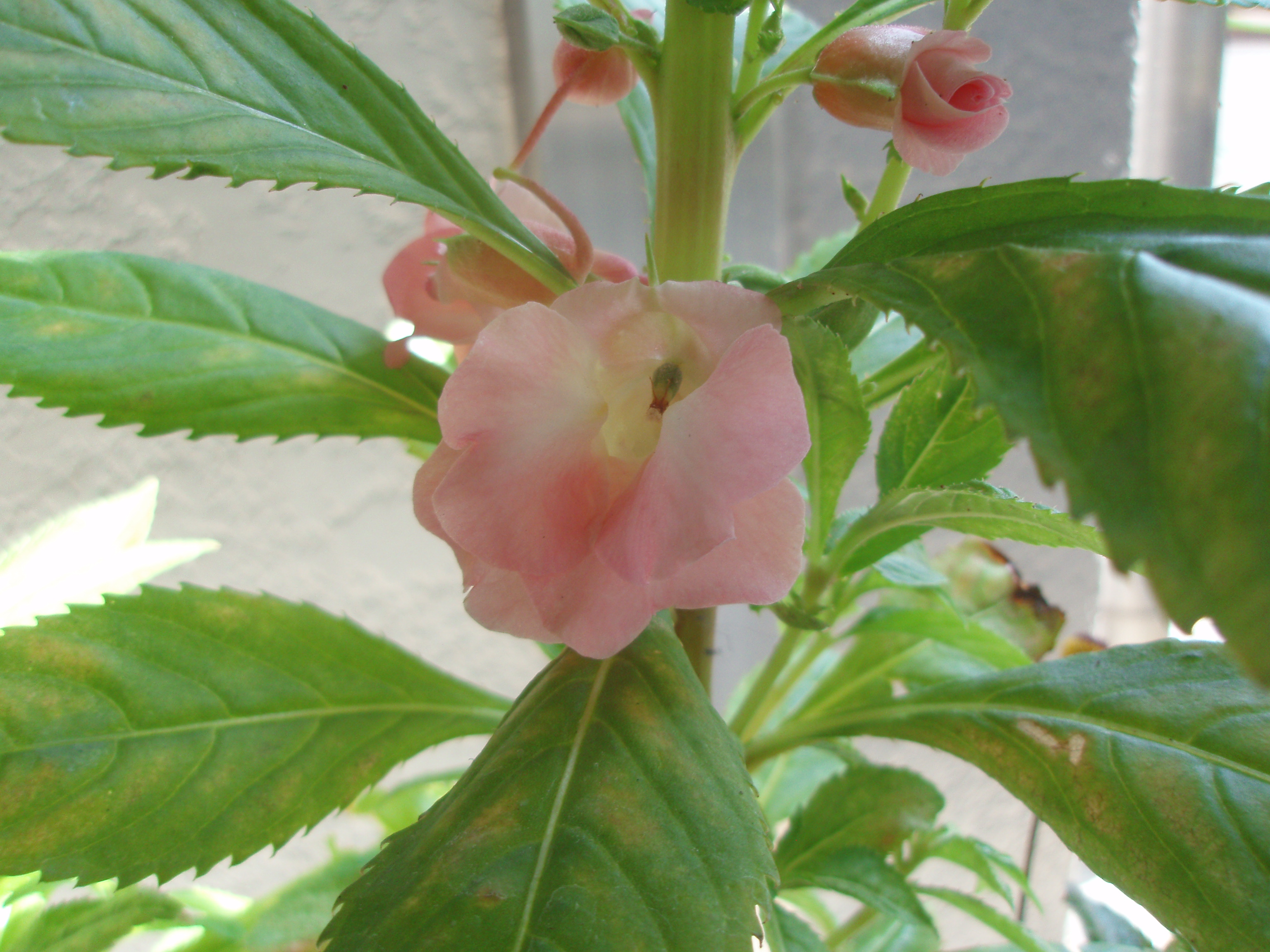 花満開 Ymbio ノベルティ 花の友