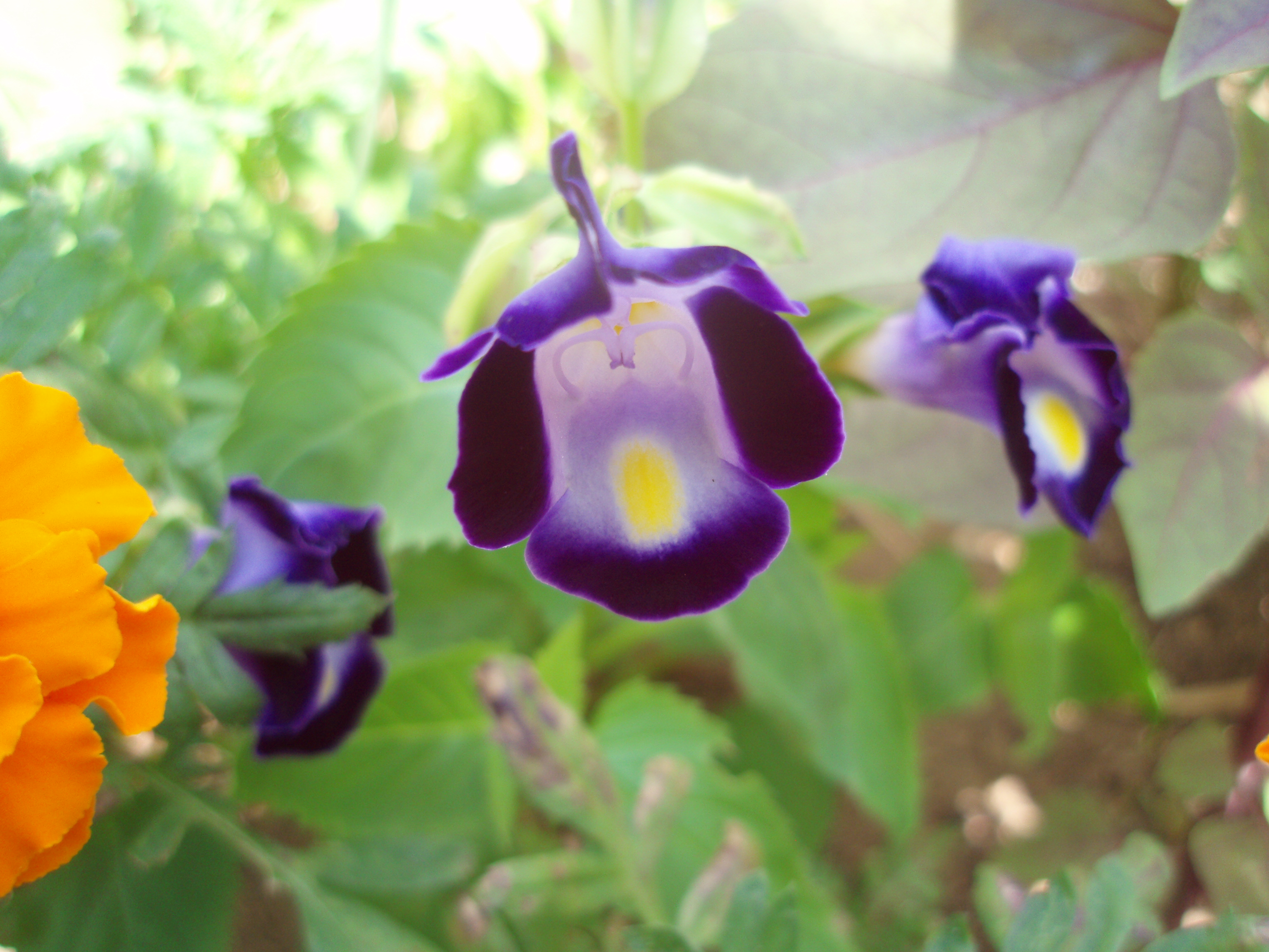 花満開 Ymbio ノベルティ 花の友
