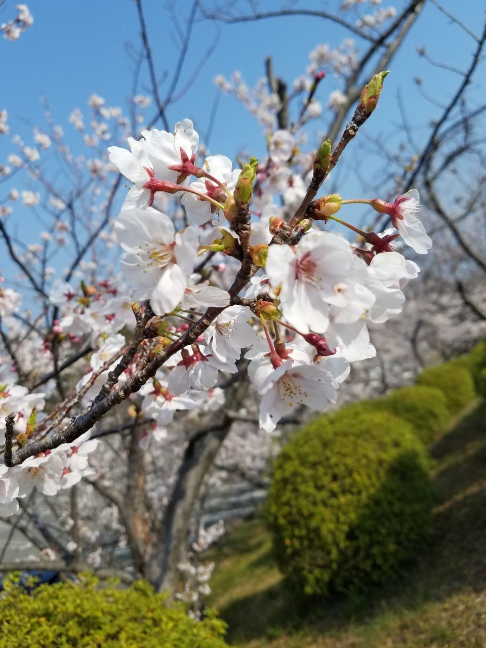 4月6日 みさき公園 山田のblog