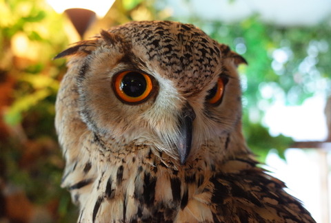 吉田みきと ほぼ毎日ブログ ふくろうカフェ アウルの森