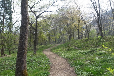 アファンの明るい森