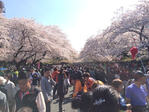 吉田みきと ほぼ毎日ブログ 上野恩賜公園のお花見 吉田みきと ほぼ毎日ブログ 上野恩賜公園のお花見