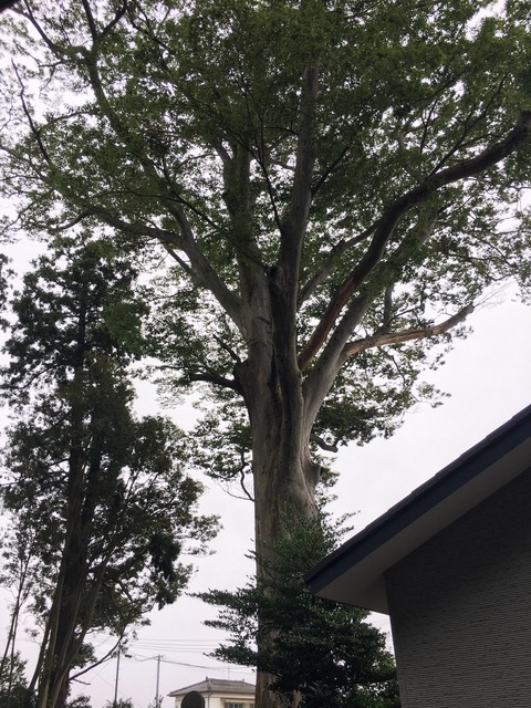 吉田みきと ほぼ毎日ブログ 御宝殿熊野神社と双葉町立 双葉中学校 双葉南小学校 双葉北小学校 ふたば幼稚園