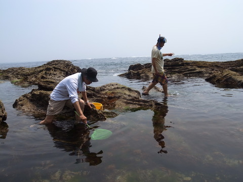 吉田みきと ほぼ毎日ブログ 磯の観測会 三崎公園海岸