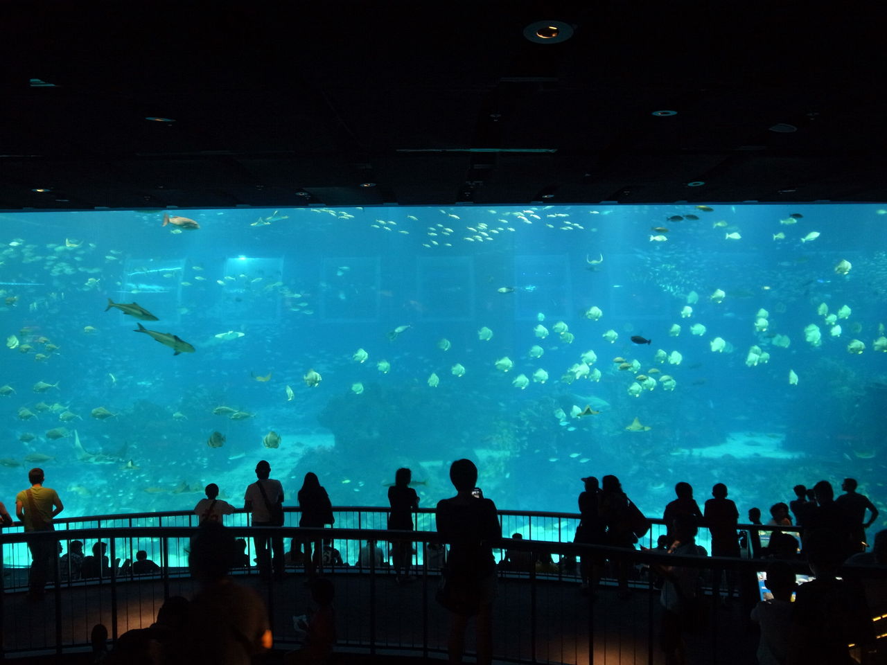 シンガポール セントーサ島 SEA Aquarium : 吉田みきと ほぼ毎日ブログ