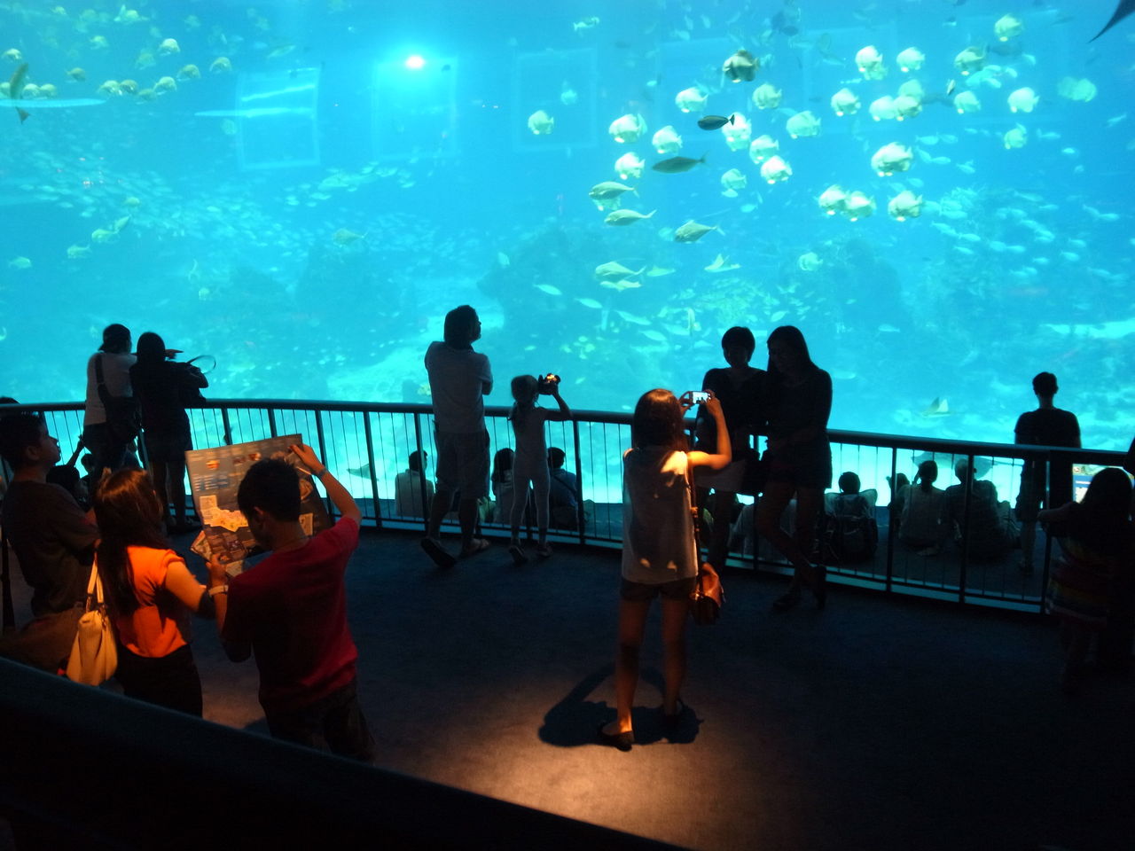 シンガポール セントーサ島 SEA Aquarium : 吉田みきと ほぼ毎日ブログ