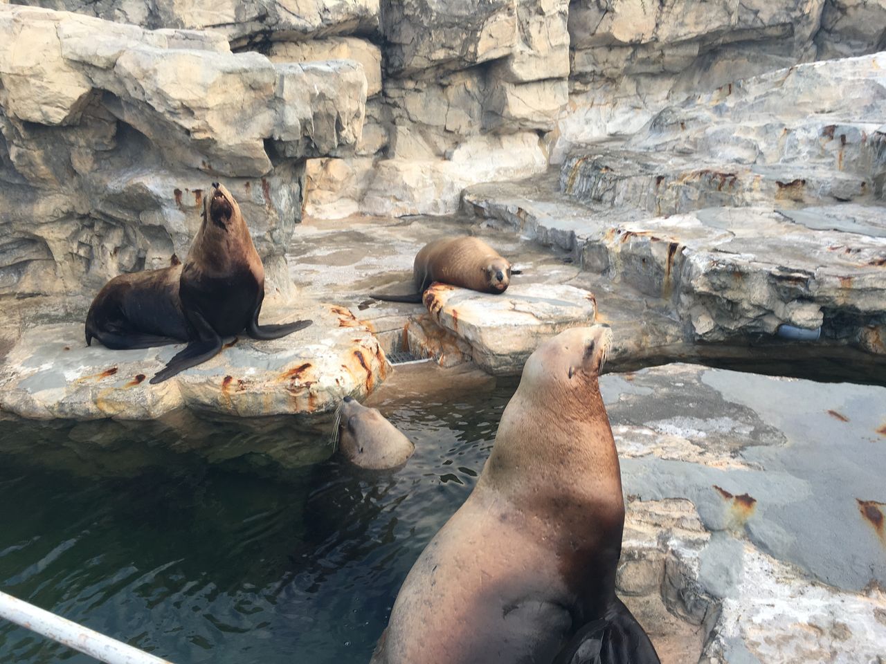 鴨川シーワールド 世界一のシャチショー : 吉田みきと ほぼ毎日ブログ