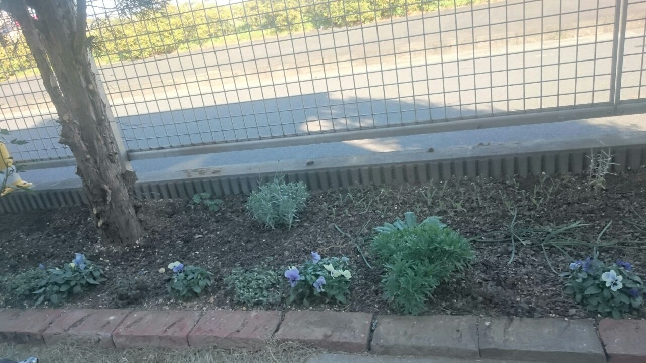 ボンザマーガレットの育て方 間違いだらけのガーデニング 渋々始めた庭作り