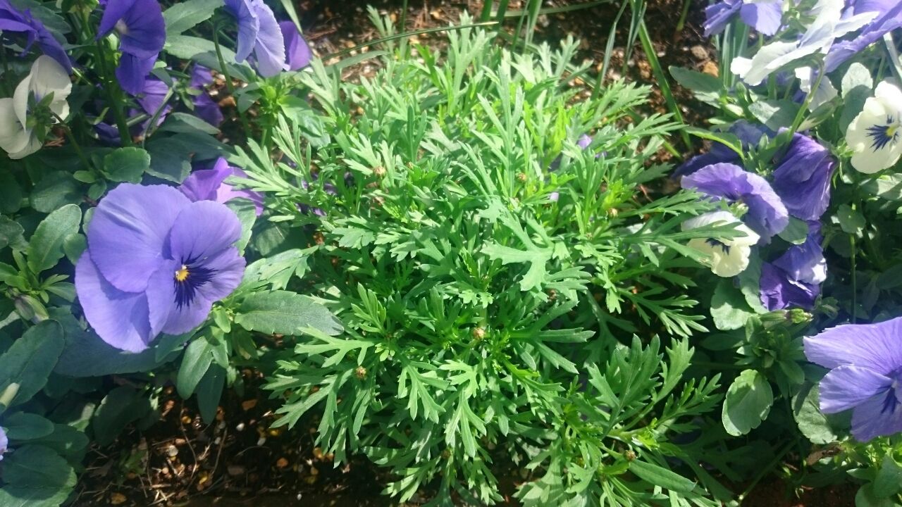 ボンザマーガレットの育て方 間違いだらけのガーデニング 渋々始めた庭作り