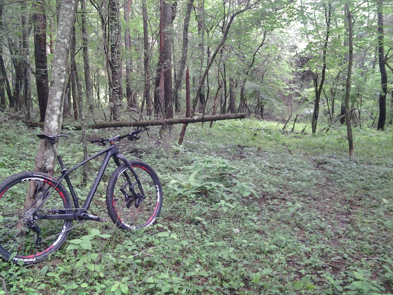 だんちゃーく いま 更新を停止します 引越検討中です 中華カーボン２９er 次郎