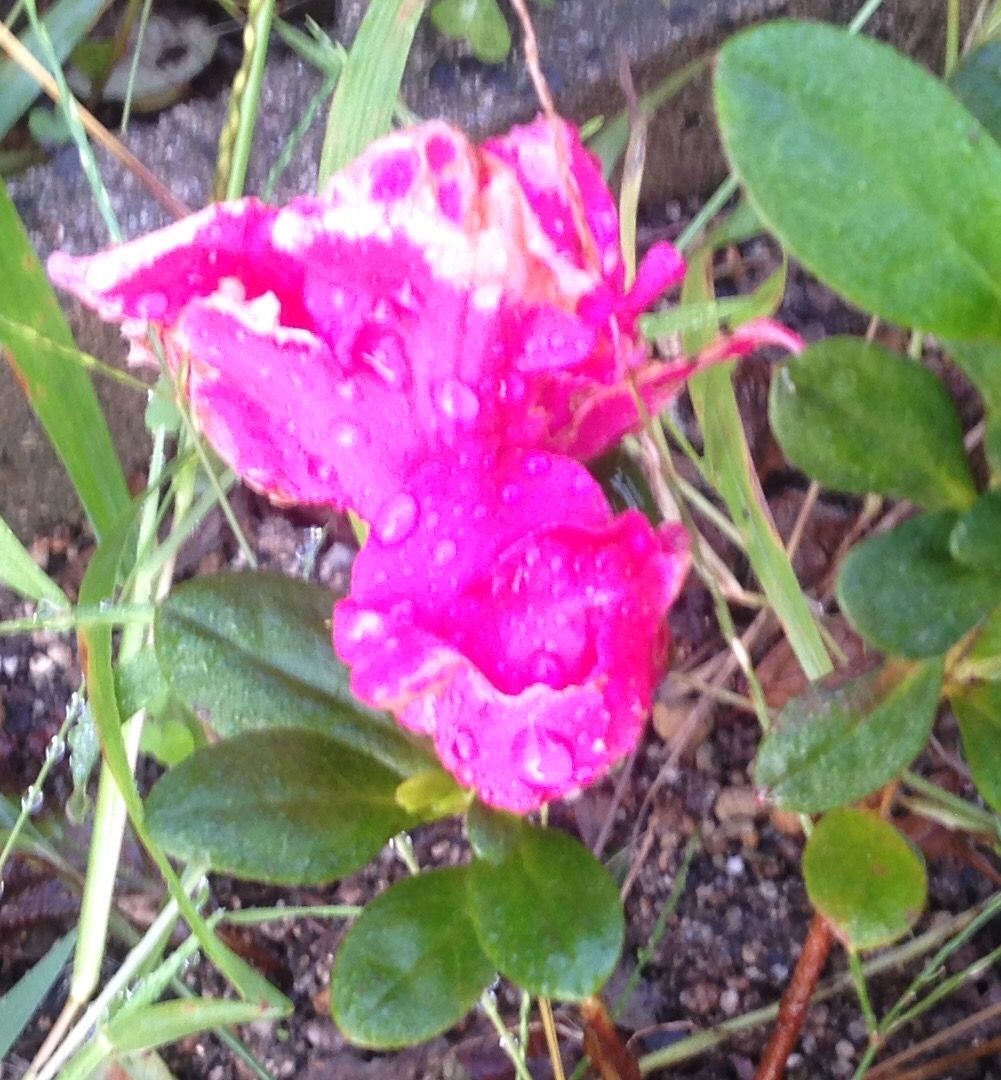 花壇の花のこと 続 ジャイジャイとウンゲー