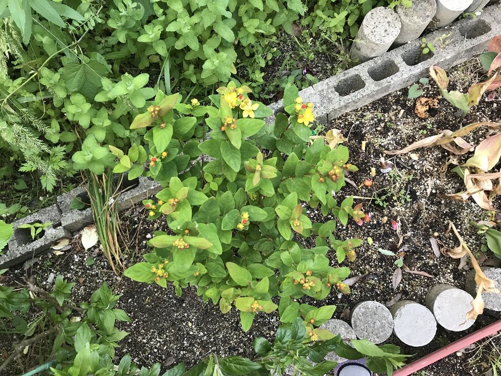 ヒペリカムの花 続 ジャイジャイとウンゲー