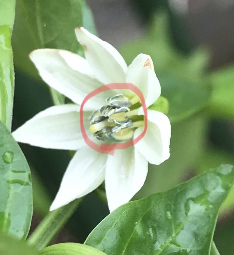 ピーマンの花 続 ジャイジャイとウンゲー ピーマンの花 続 ジャイジャイとウンゲー
