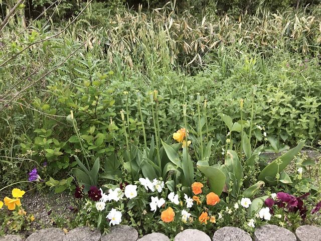 チューリップの花が終わったら 続 ジャイジャイとウンゲー