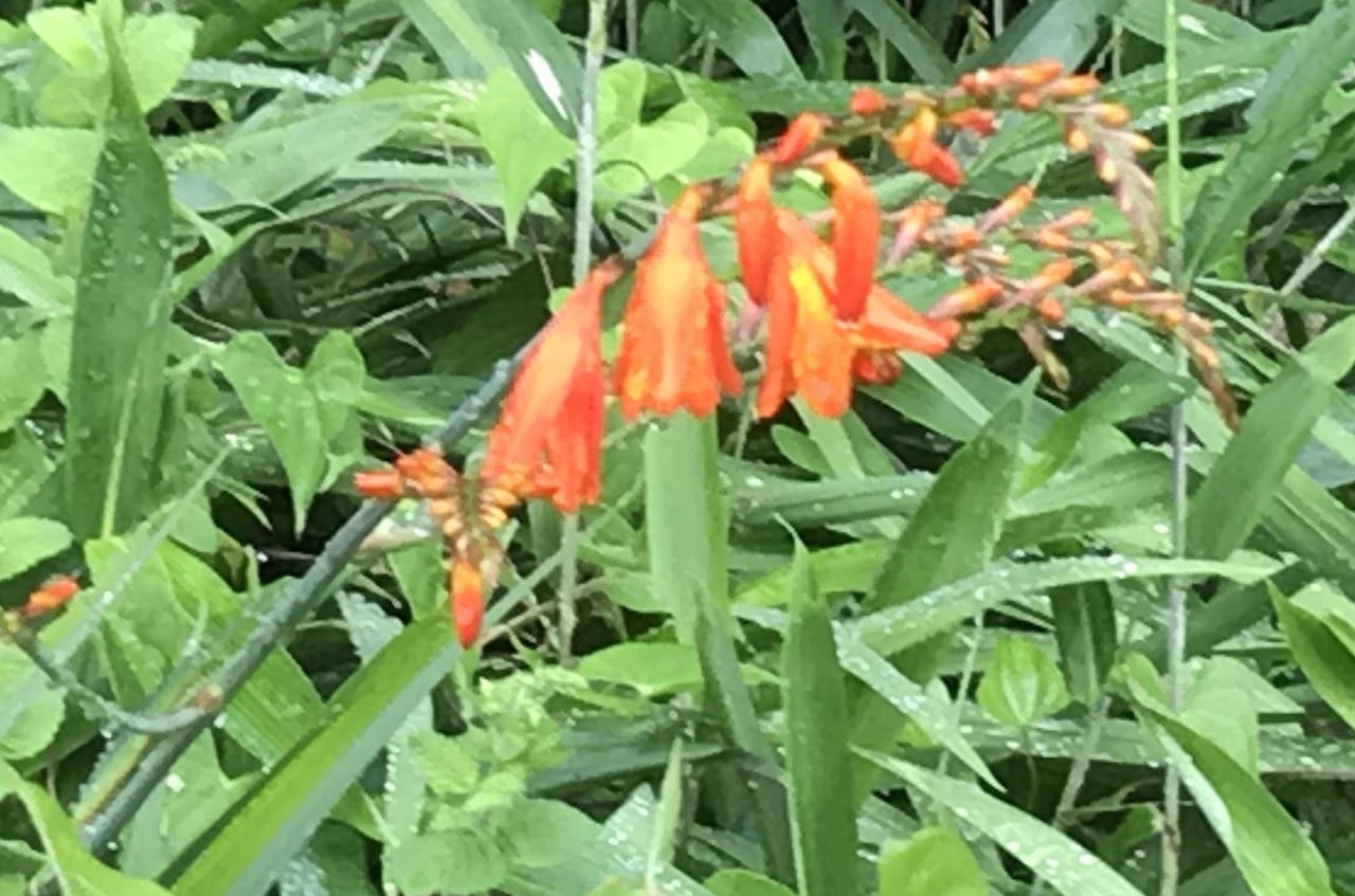 雑木林の中で咲いていたオレンジ色の花 名前は何だろう それは モントブレチア 続 ジャイジャイとウンゲー 雑木林の中で咲いていたオレンジ色の花 名前は何だろう それは モントブレチア 続 ジャイジャイとウンゲー