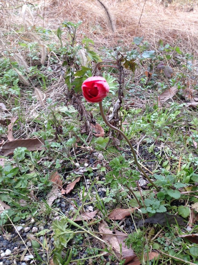 花 アネモネ 続 ジャイジャイとウンゲー