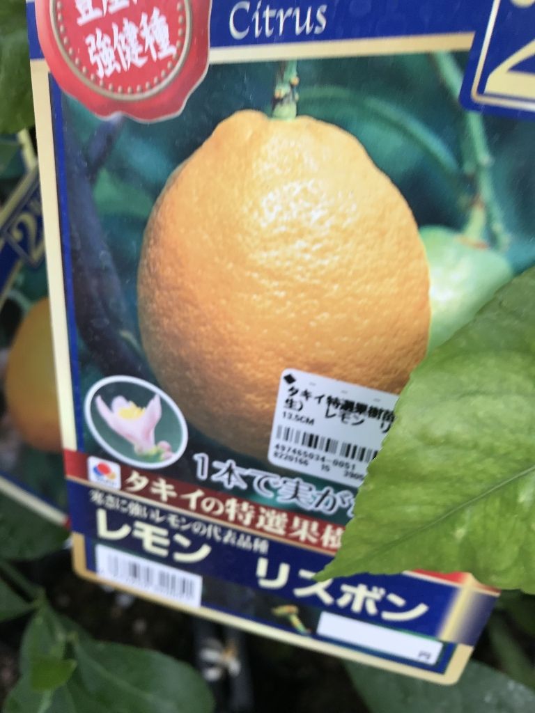 レモン の花と蕾 続 ジャイジャイとウンゲー レモン の花と蕾 続 ジャイジャイとウンゲー