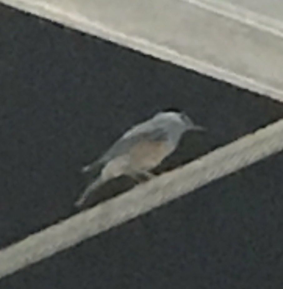名前は分からないけど 気になった鳥 続 ジャイジャイとウンゲー