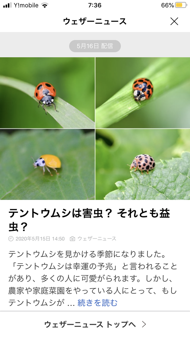 桃式部 の葉っぱにいた黒に２つの があるのは 続 ジャイジャイとウンゲー