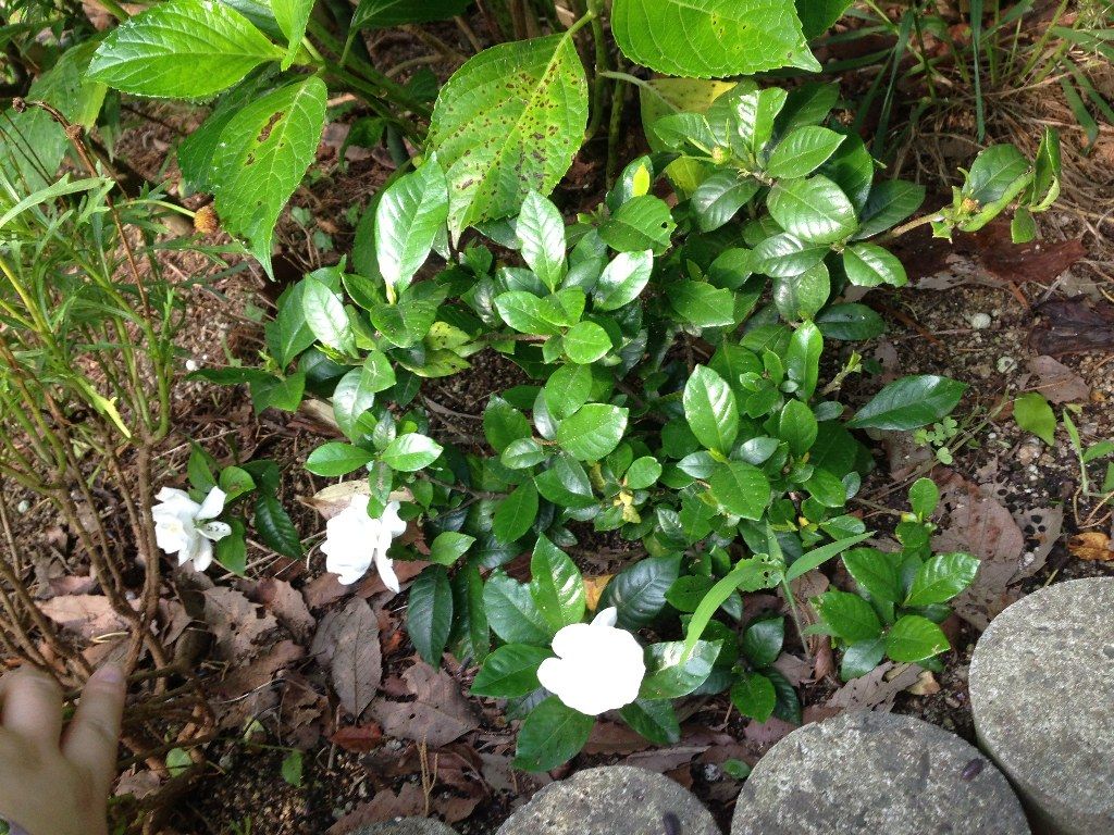 今朝の我が家の花壇で 続 ジャイジャイとウンゲー 今朝の我が家の花壇で 続 ジャイジャイとウンゲー