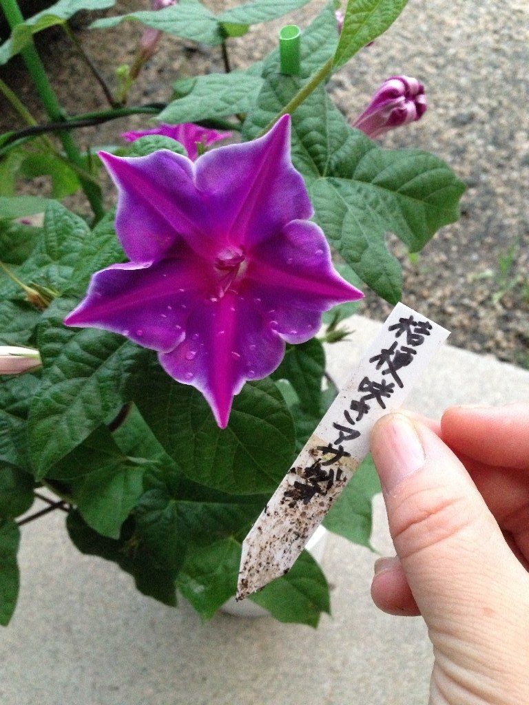 鉢植えの朝顔を地植えにした 続 ジャイジャイとウンゲー