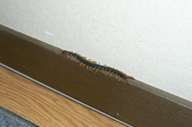 ムカデに刺されたあとは 続 ジャイジャイとウンゲー